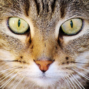 Gatto Occhi Cielo